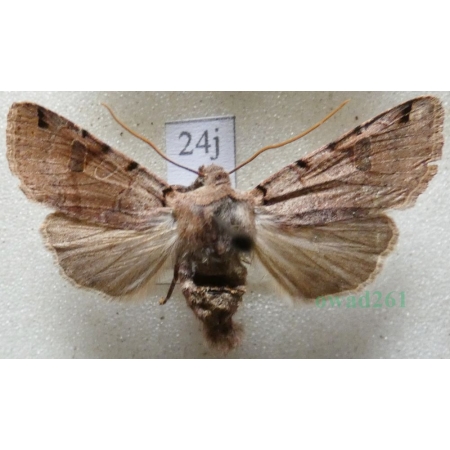 Agrochola litura (Linnaeus, 1758) Źrenicówka przecinkówka Czech24j